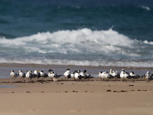 Greater crested tern (Thalasseus bergii)